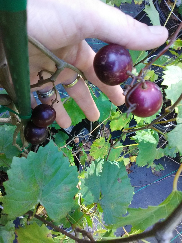 Jumbo Muscadine Grape Vine (Female) - Vitis rotundifolia - image 2