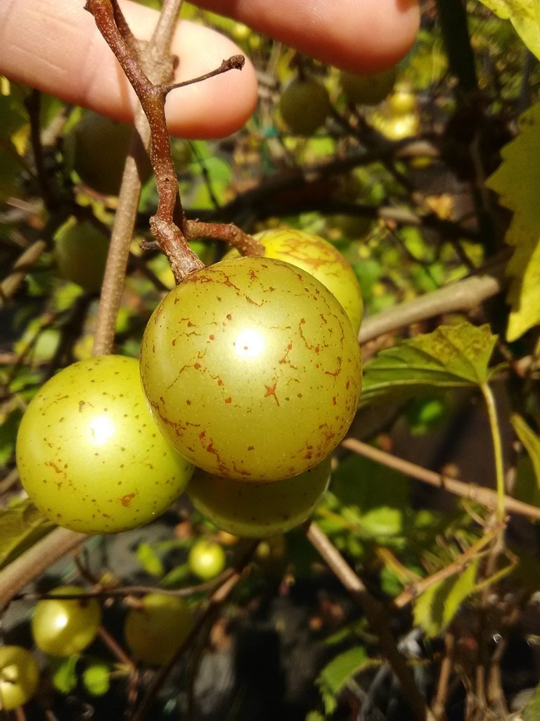 Carlos Bronze Muscadine Grape - Self-Fertile - image 2