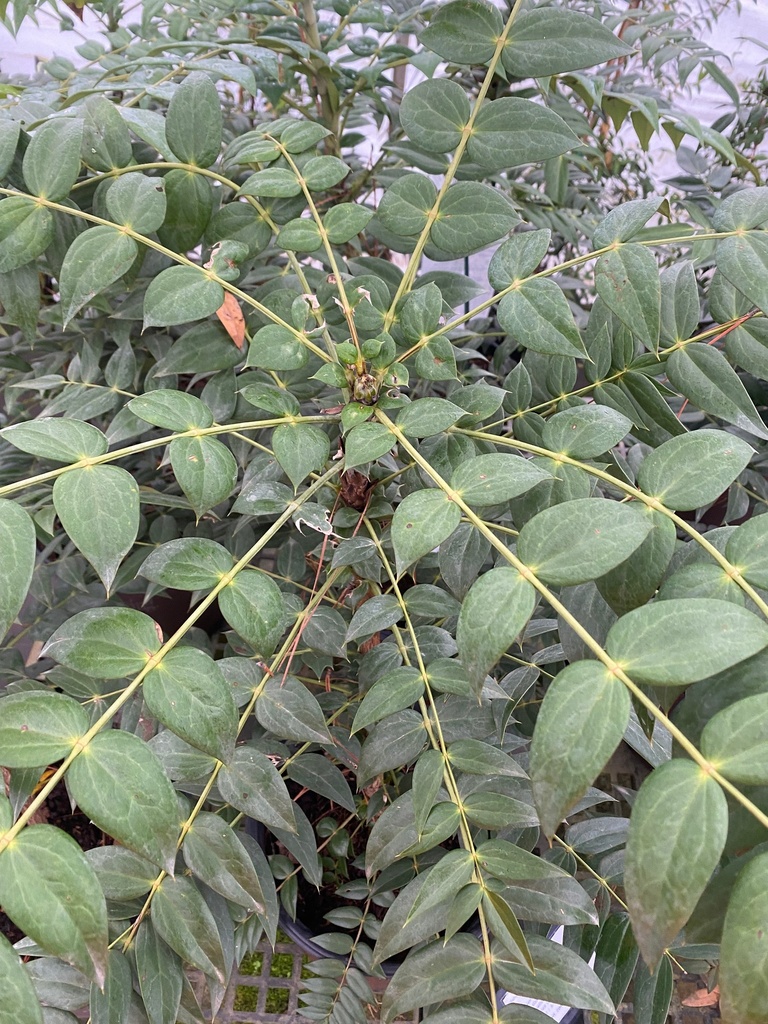 Marvel Mahonia - Evergreen Shrub with Yellow Fall Flowers - image 4
