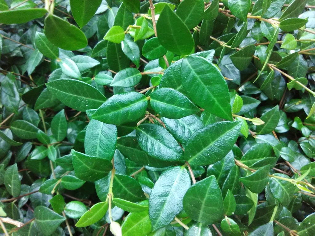 Periwinkle (Vinca minor) – Evergreen Flowering Groundcover - image 2