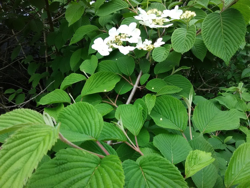 Mariesii Doublefile Viburnum - image 3