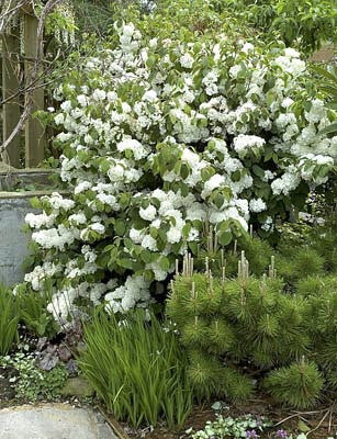 European Common Snowball Bush | Viburnum opulus 'Sterile' - image 2