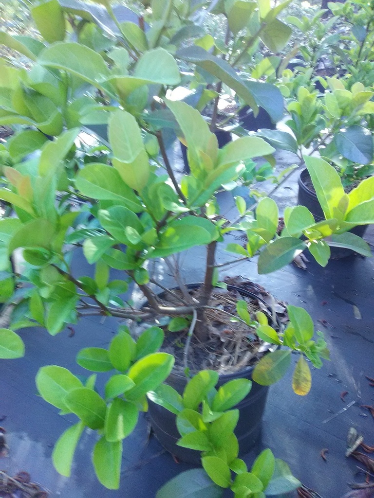 Sweet Viburnum (Viburnum odoratissimum) - image 2
