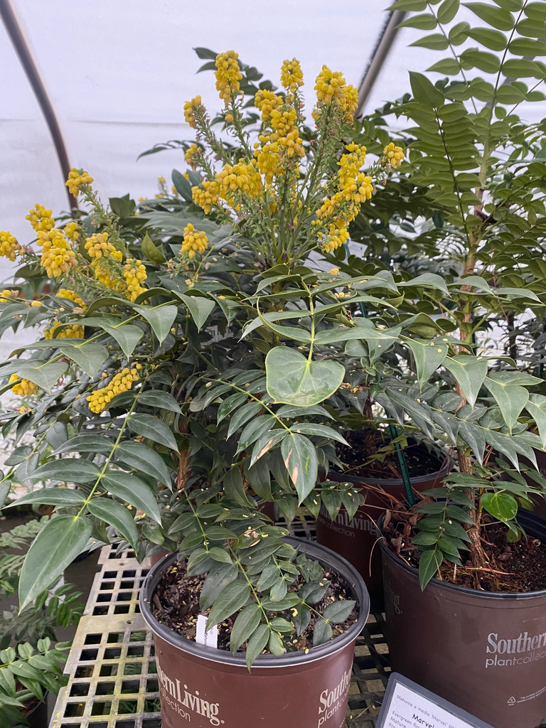 Marvel Mahonia - Evergreen Shrub with Yellow Fall Flowers - image 5