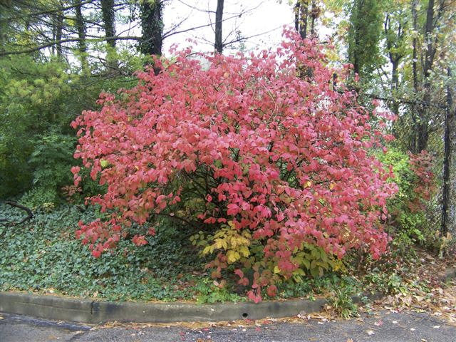 Korean Spice Viburnum (Viburnum carlesii) - image 2