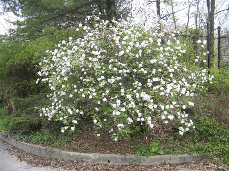 Korean Spice Viburnum (Viburnum carlesii) - image 3
