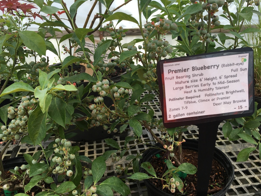 Premier Rabbiteye Blueberry - Vaccinium ashei 'Premier' - image 2