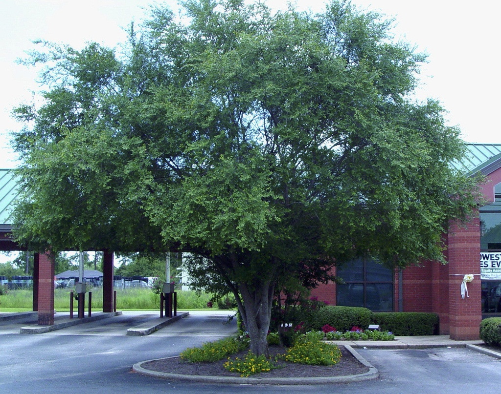 Chinese Elm (Ulmus parvifolia) - Field Grown B&B - image 2