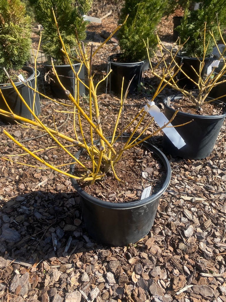 Yellow Twig Dogwood (Cornus sericea 'Flaviramea') - image 2