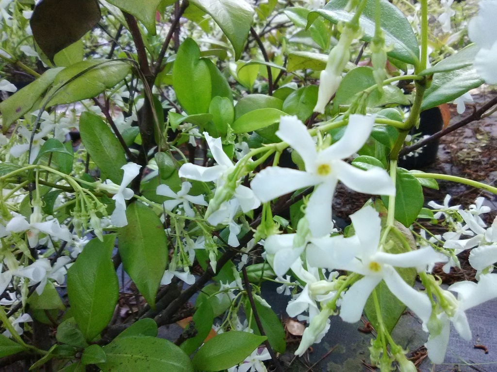 Confederate Star Jasmine (Trachelospermum jasminoides) - image 2