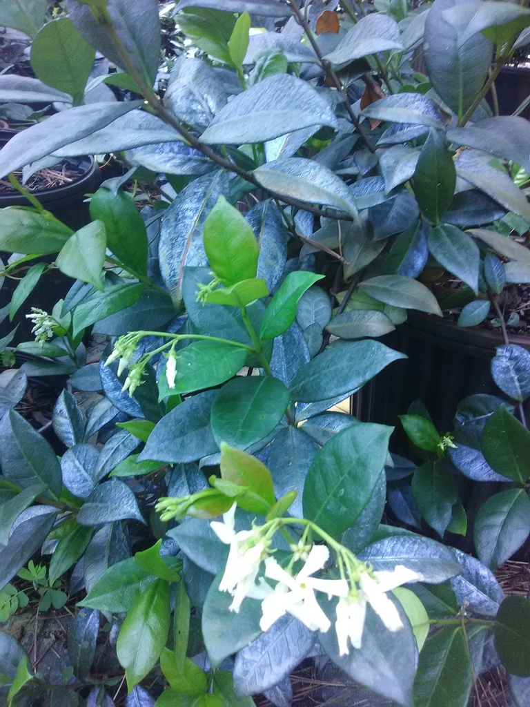 Confederate Star Jasmine (Trachelospermum jasminoides) - image 3