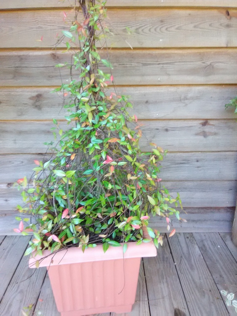 Asiatic Jasmine 'Yellow Star' – Fragrant Evergreen Groundcover - image 2