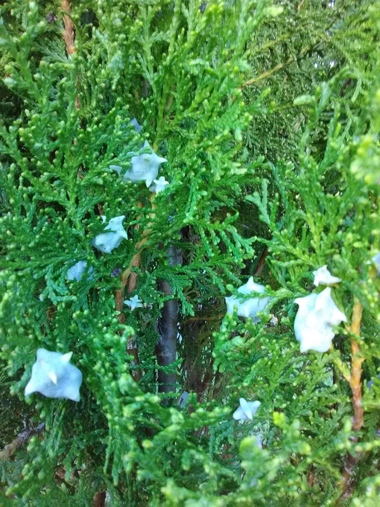 Berckman's Golden Arborvitae (Thuja orientalis 'Aurea Nana') - image 2