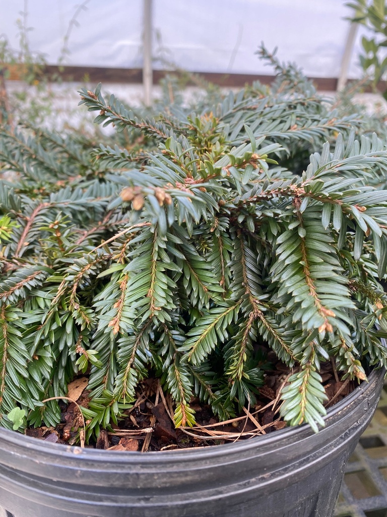 Emerald Spreader Japanese Yew - image 2