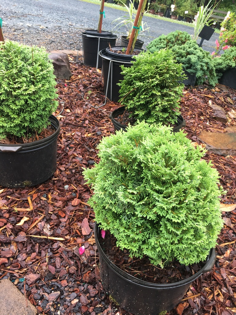 Hetz's Midget Arborvitae (Thuja occidentalis 'Hetz's Midget') - image 2
