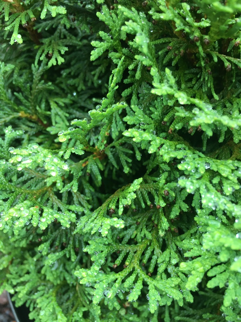 Hetz's Midget Arborvitae (Thuja occidentalis 'Hetz's Midget') - image 3
