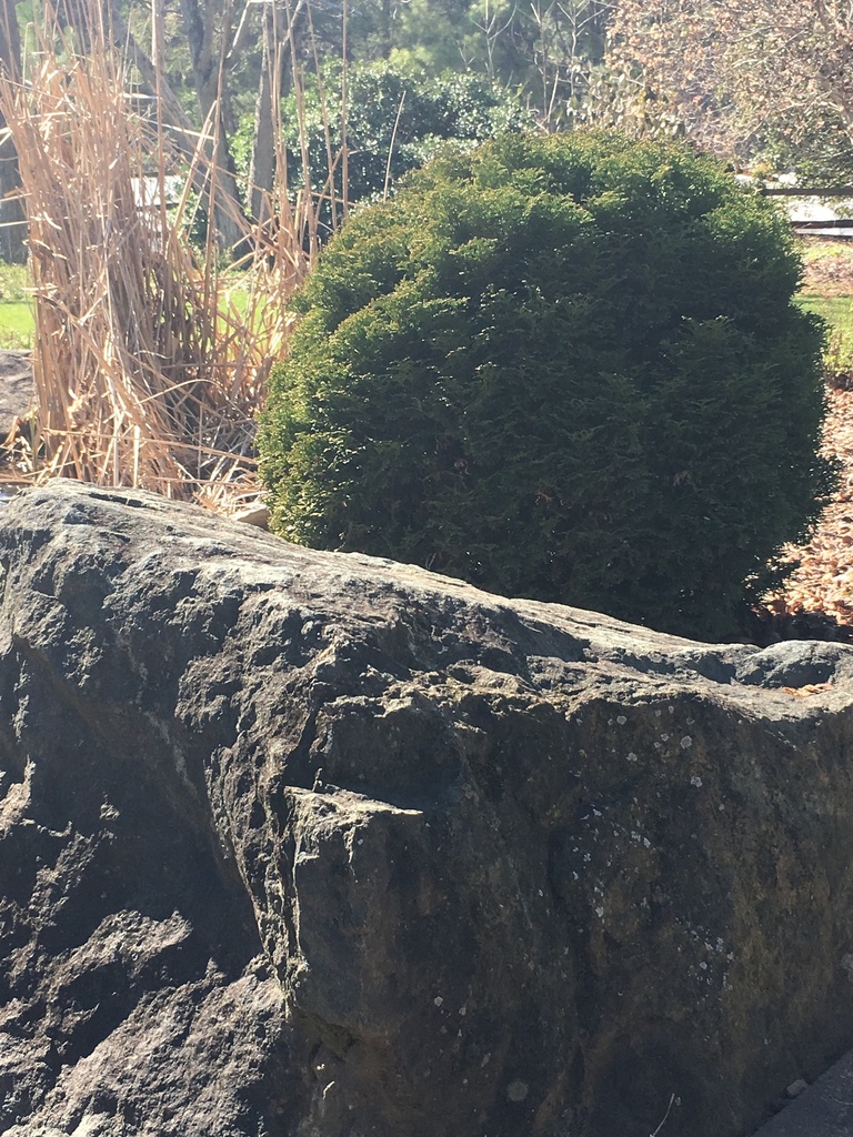 Hetz's Midget Arborvitae (Thuja occidentalis 'Hetz's Midget') - image 4