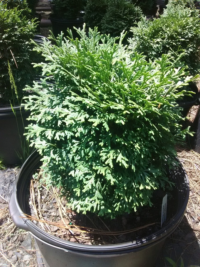 Hetz's Midget Arborvitae (Thuja occidentalis 'Hetz's Midget') - image 5