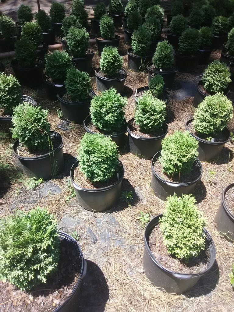 Hetz's Midget Arborvitae (Thuja occidentalis 'Hetz's Midget') - image 6