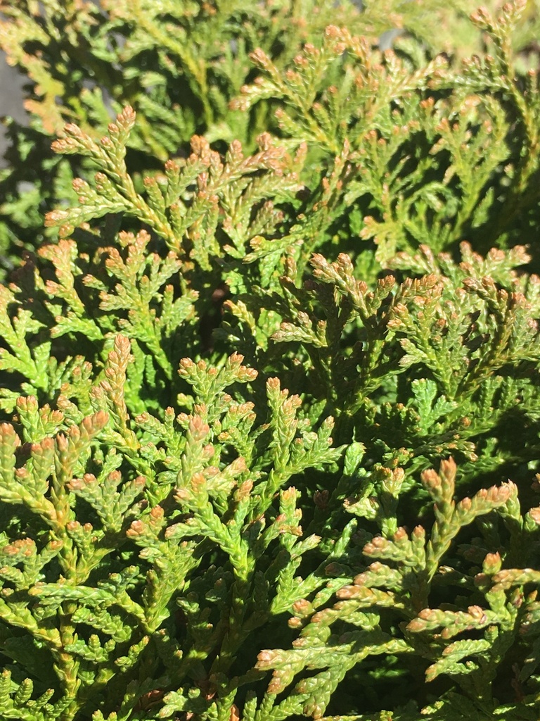 Hetz's Midget Arborvitae (Thuja occidentalis 'Hetz's Midget') - image 7