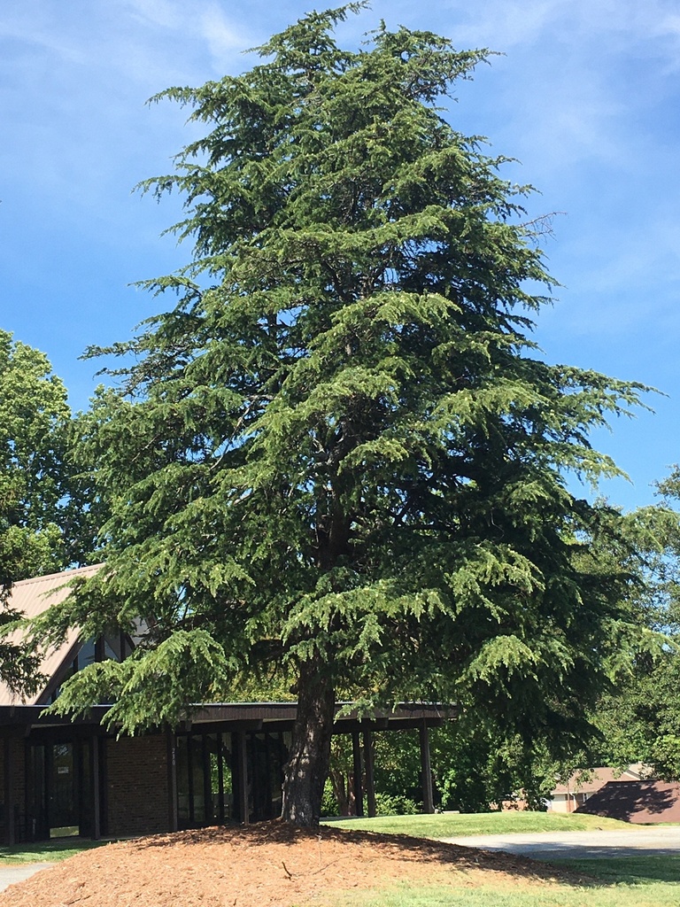 Bald Cypress - Taxodium distichum - image 2