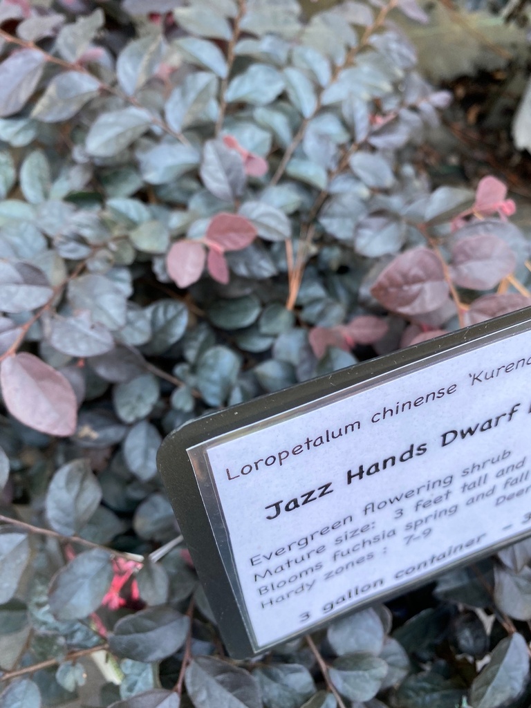 Jazz Hands Dwarf Loropetalum - Compact Evergreen Shrub - image 2