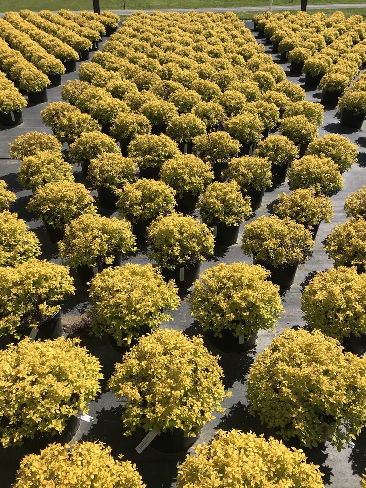 Goldmound Spirea - Golden Foliage Dwarf Flowering Shrub - image 2
