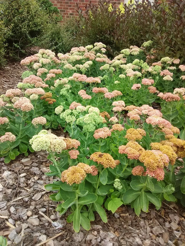 Autumn Joy Sedum (Hylotelephium 'Herbstfreude') - image 2