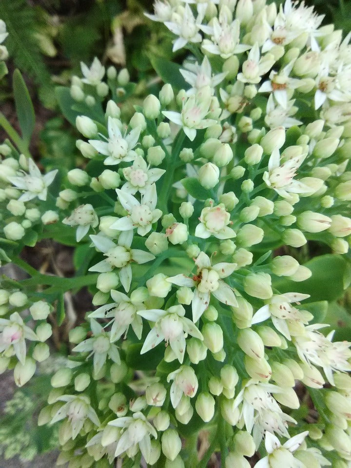 Autumn Joy Sedum (Hylotelephium 'Herbstfreude') - image 3