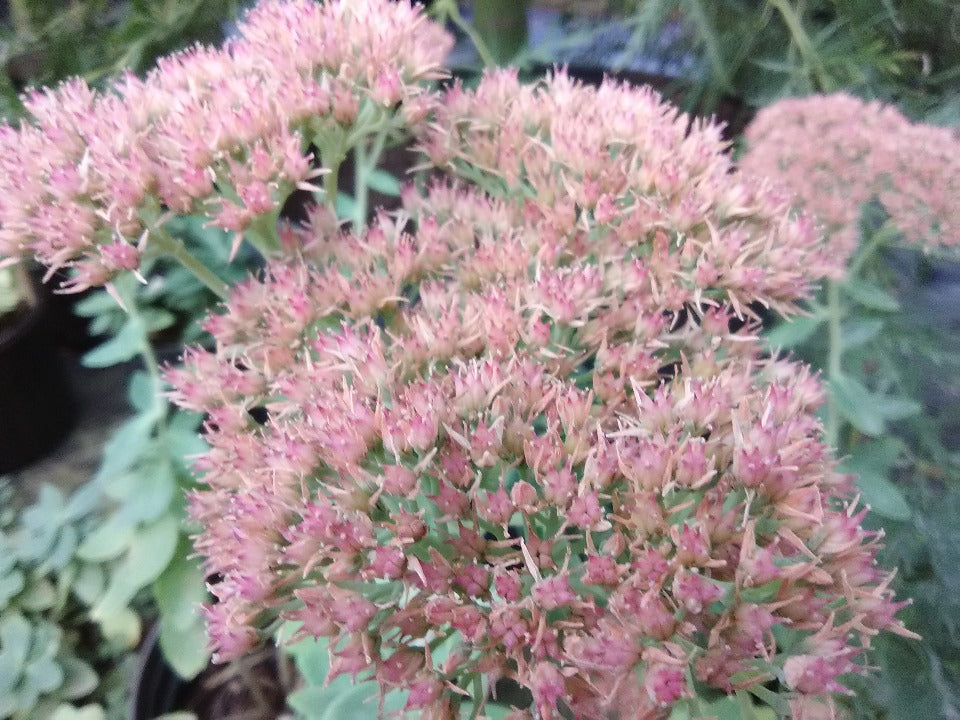 Autumn Joy Sedum (Hylotelephium 'Herbstfreude') - image 4