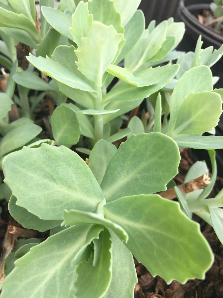 Autumn Joy Sedum (Hylotelephium 'Herbstfreude') - image 5
