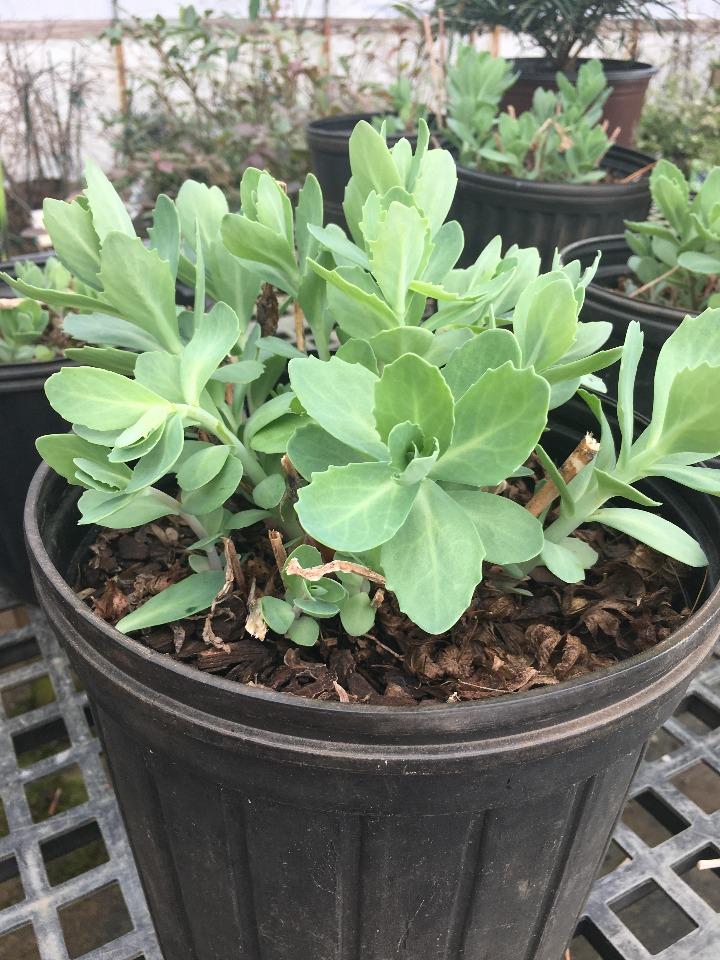 Autumn Joy Sedum (Hylotelephium 'Herbstfreude') - image 6