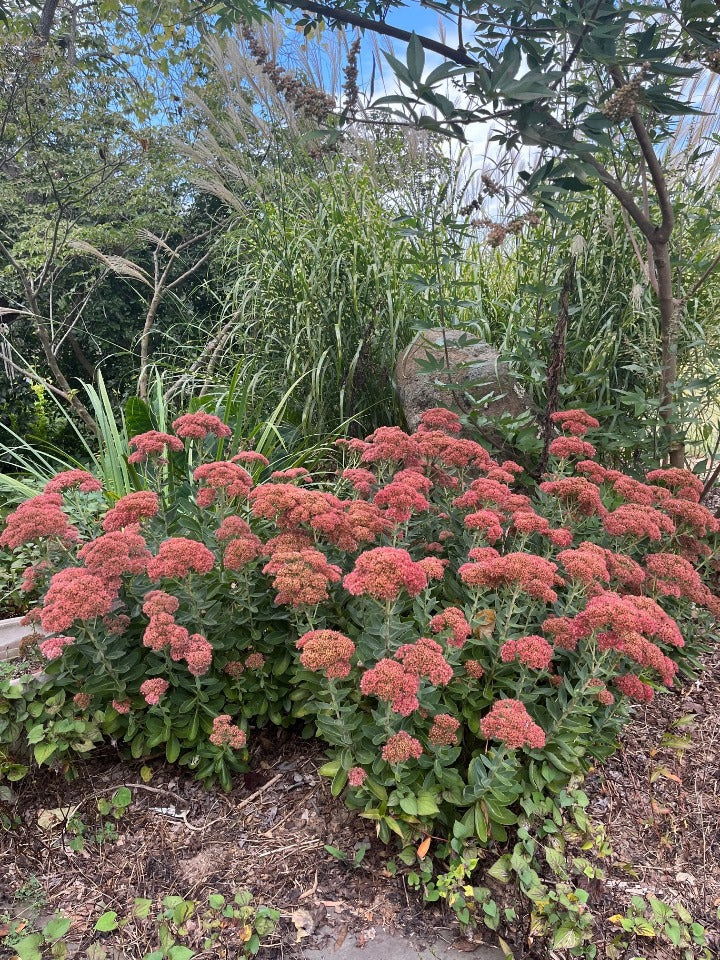 Autumn Joy Sedum (Hylotelephium 'Herbstfreude') - image 7