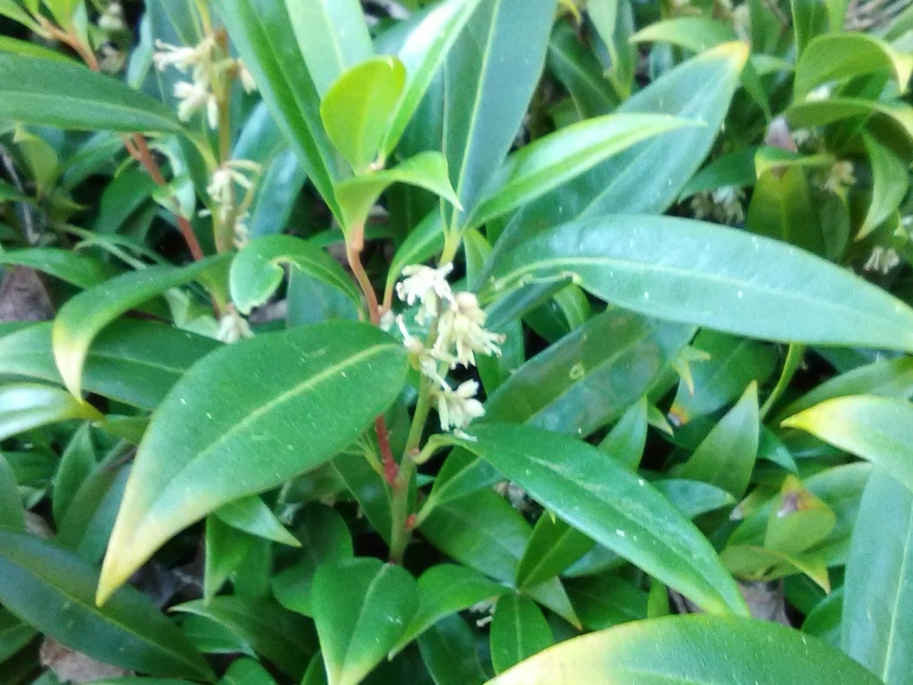 Himalayan Sweet Box (Sarcococca hookeriana var. humilis) - image 2