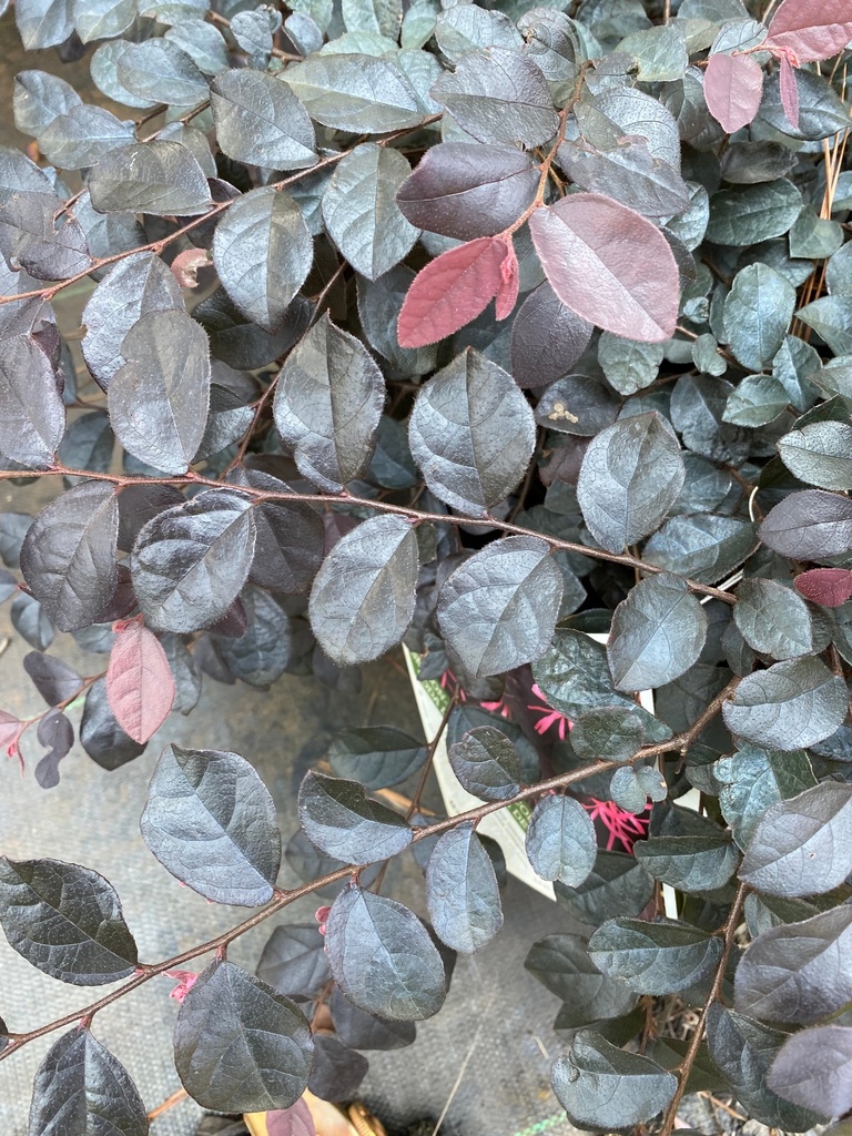 Jazz Hands Dwarf Loropetalum - Compact Evergreen Shrub - image 3