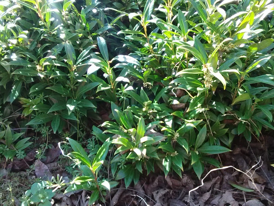 Himalayan Sweet Box (Sarcococca hookeriana var. humilis) - image 3