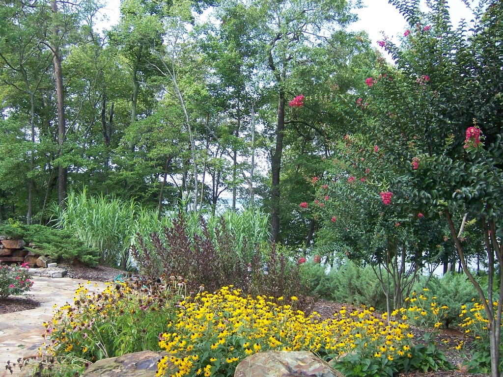 Black-Eyed Susan 'Goldsturm' (Rudbeckia fulgida) - image 2