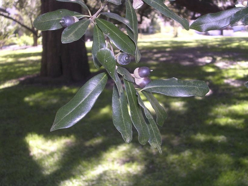 Live Oak - B&B - image 2