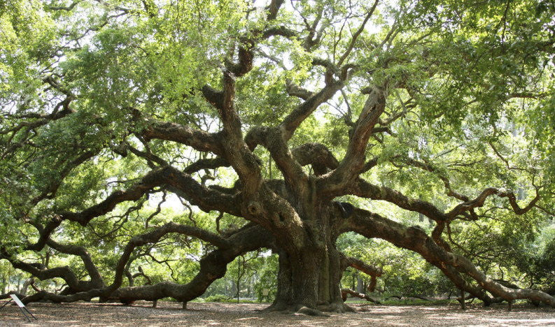 Live Oak - B&B - image 4