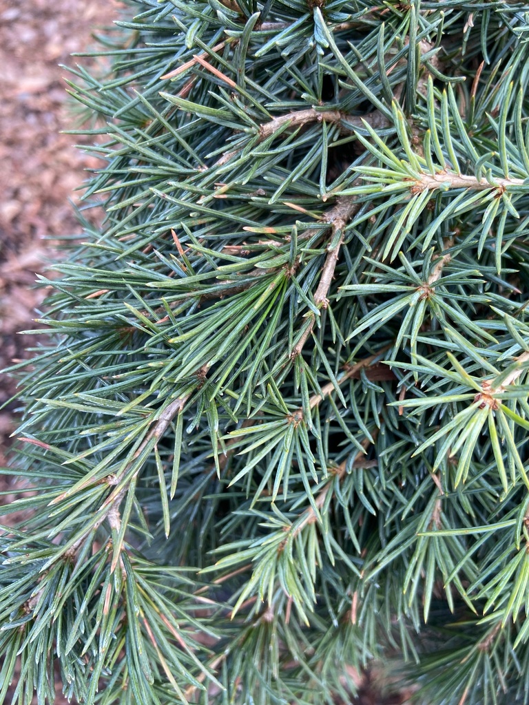 Feelin' Blue Deodar Cedar | Cedrus deodara 'Feelin' Blue' - image 2