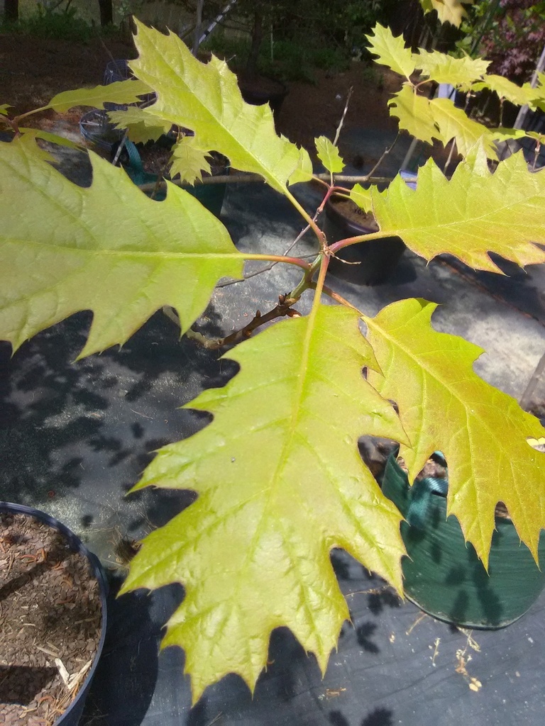 Northern Red Oak - Quercus rubra | Fast-Growing Native Shade Tree - image 2