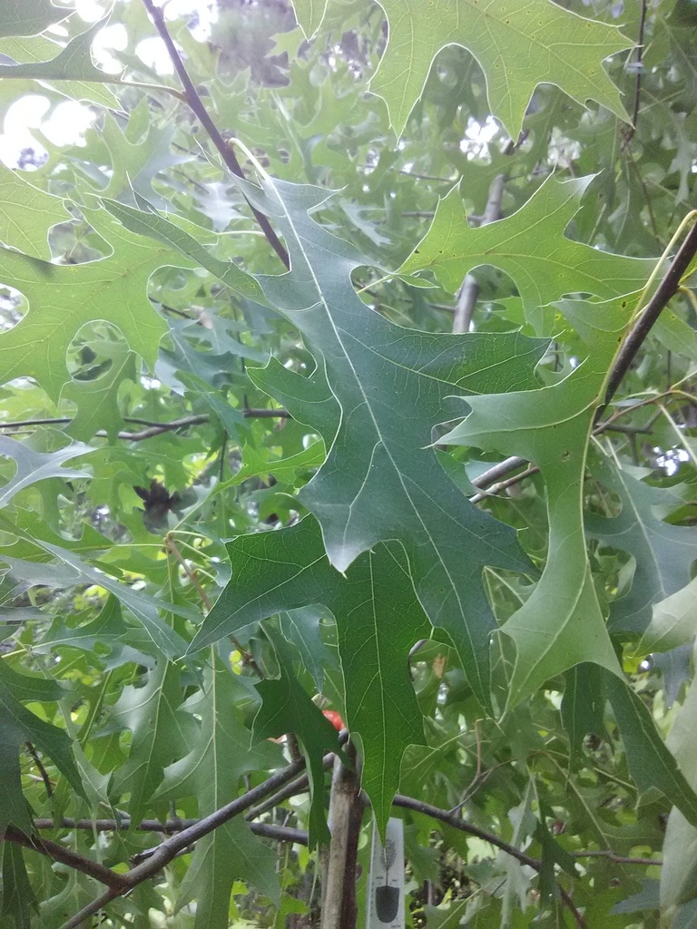 Pin Oak (Quercus palustris) - B&B - image 2