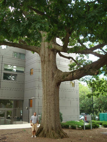 Scarlet Oak - Quercus coccinea | Native Shade Tree - image 2