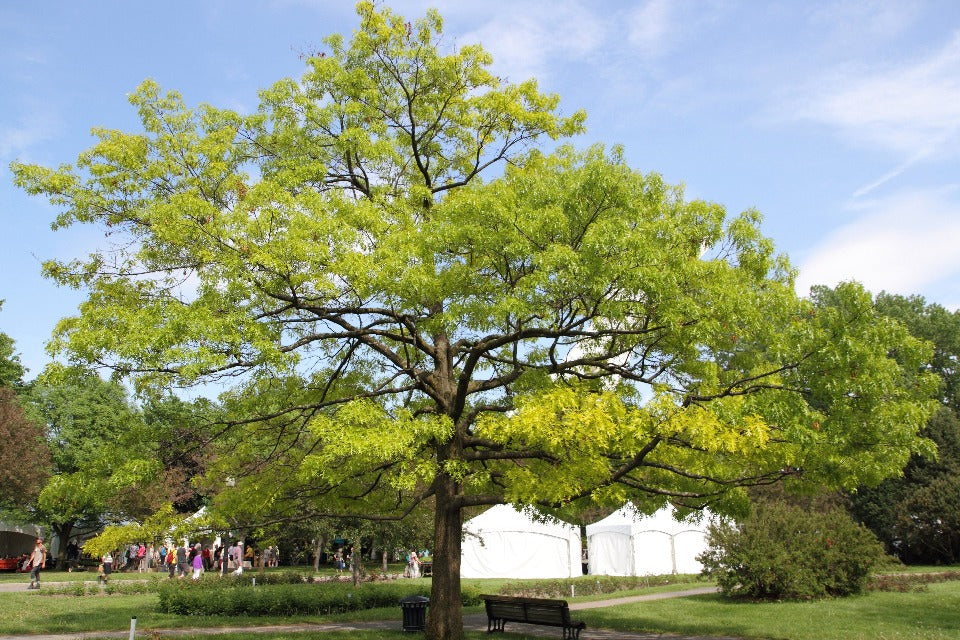 Scarlet Oak - Quercus coccinea | Native Shade Tree - image 3