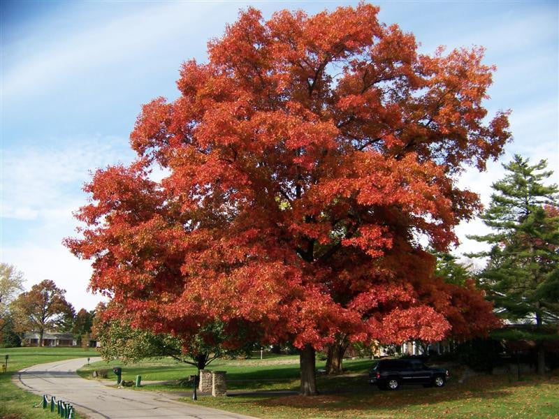 Scarlet Oak - Quercus coccinea | Native Shade Tree - image 4