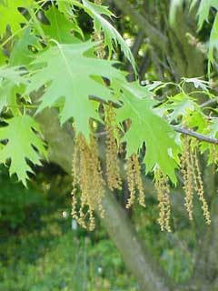 Scarlet Oak - Quercus coccinea | Native Shade Tree - image 5