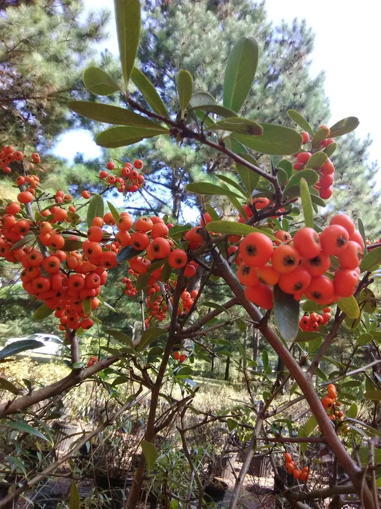 Santa Cruz Pyracantha – Low-Spreading Evergreen Firethorn - image 2
