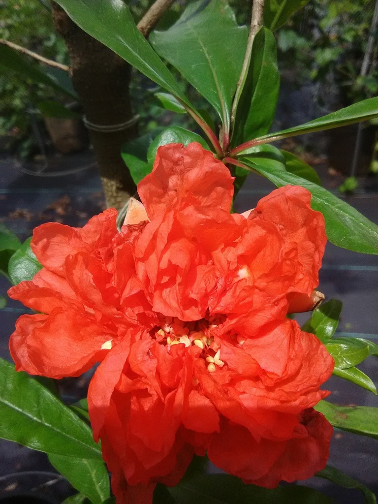 Wonderful Pomegranate - Punica granatum 'Wonderful' - image 2