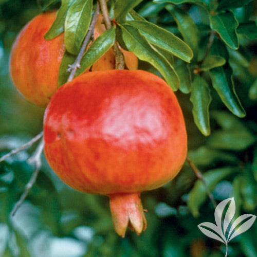 Wonderful Pomegranate - Punica granatum 'Wonderful' - image 3