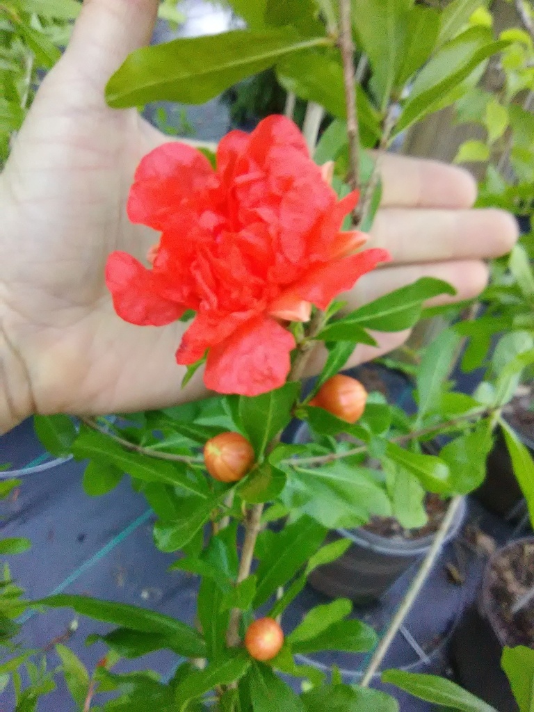 Wonderful Pomegranate - Punica granatum 'Wonderful' - image 6